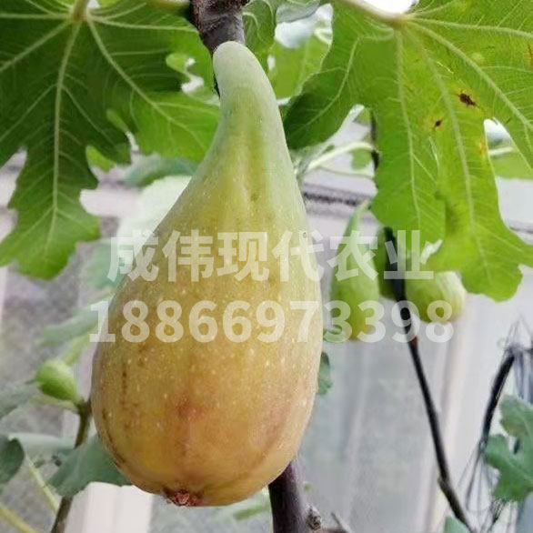 斯特拉无花果